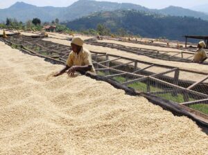 🇷🇼Coffeefarming