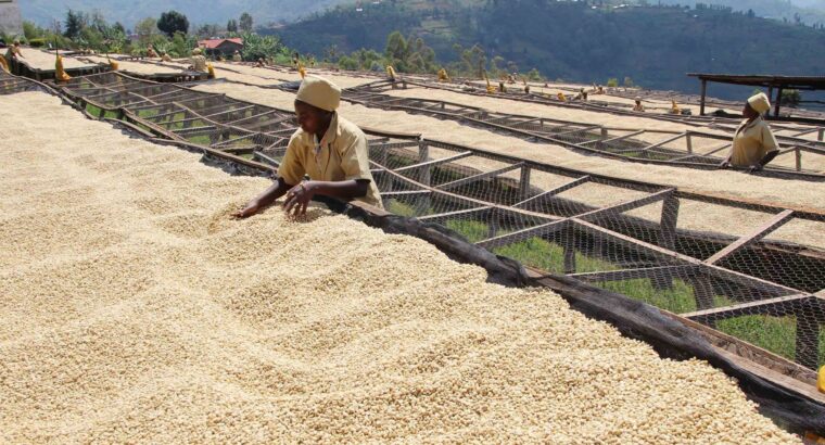 🇷🇼Coffeefarming