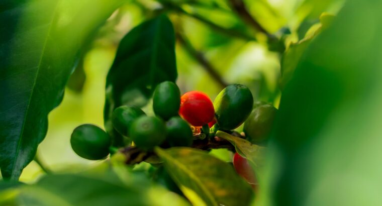 🇰🇪KenyanCoffee