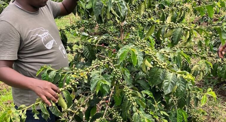 🇰🇪KenyanCoffee